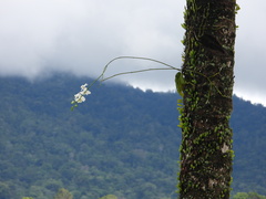 author not stated, no rights reserved Phalaenopsis amabilis, photograph author not stated, no rights reserved