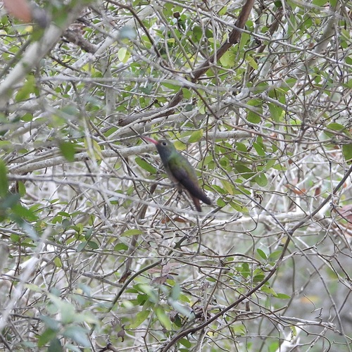 Buff-bellied Hummingbird (Amazilia yucatanensis), photo 4
