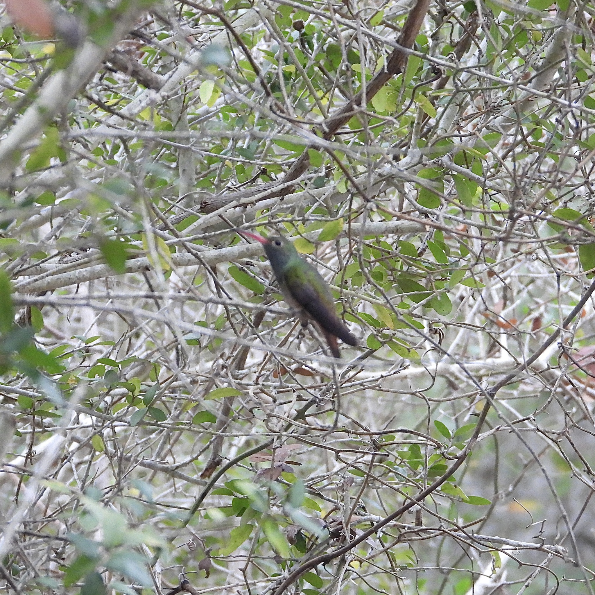 Buff-bellied Hummingbird (Amazilia yucatanensis), photo 4