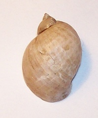 Ampullaceana balthica