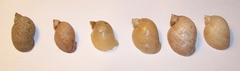 Ampullaceana balthica