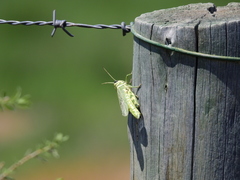 Diponthus argentinus