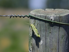 Diponthus argentinus