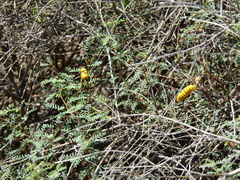 Prosopis strombulifera