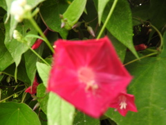 Ipomoea tubulata