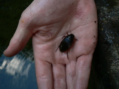 Dytiscus semisulcatus