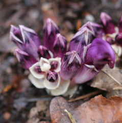 Lathraea clandestina