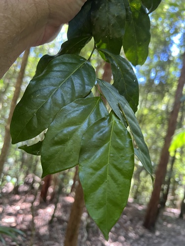 Citronella moorei, 2026-02-22