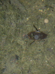 Dytiscus semisulcatus