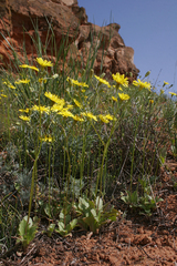 Crepis sancta obovata