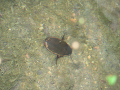 Dytiscus semisulcatus