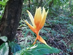 Heliconia aurantiaca