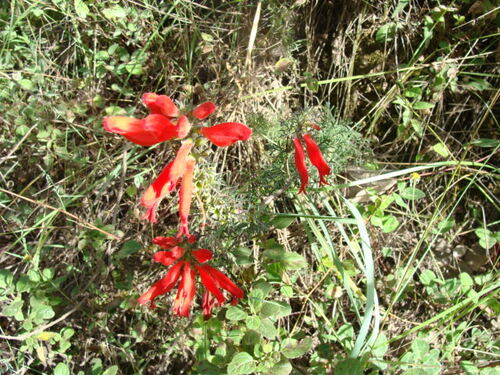 Lamourouxia multifida, photograph 5