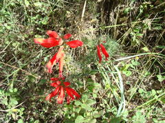 Lamourouxia multifida, photograph (c) Alexis López Hernández, some rights reserved (CC BY)