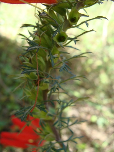 Lamourouxia multifida, photograph 1
