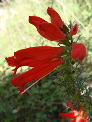 Lamourouxia multifida, photograph (c) Alexis López Hernández, some rights reserved (CC BY)