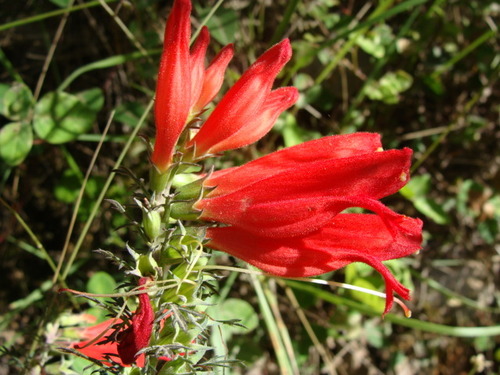 Lamourouxia multifida, photograph 6