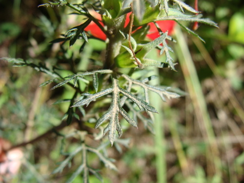 Lamourouxia multifida