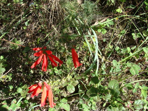 Lamourouxia multifida, photograph 2