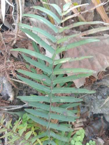 Observations by anyaa_leon · iNaturalist