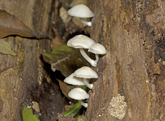 Filoboletus