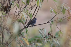 Coryphospingus pileatus