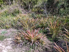 Bromelia karatas