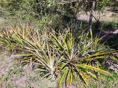 Bromelia karatas