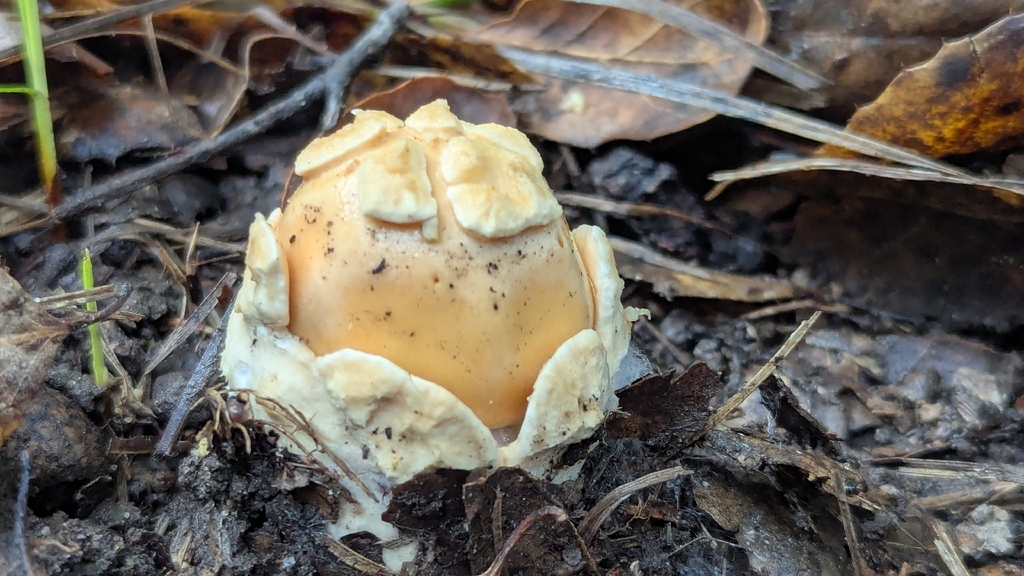 Amanita velosa · February 2026 · photo: © north_star_naturalist (iNaturalist, cc-by)