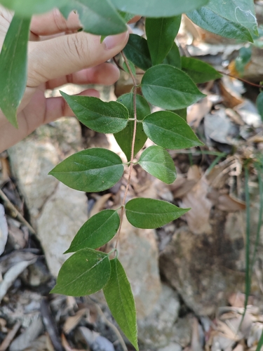 Lonicera macrantha observed 2026-02-21