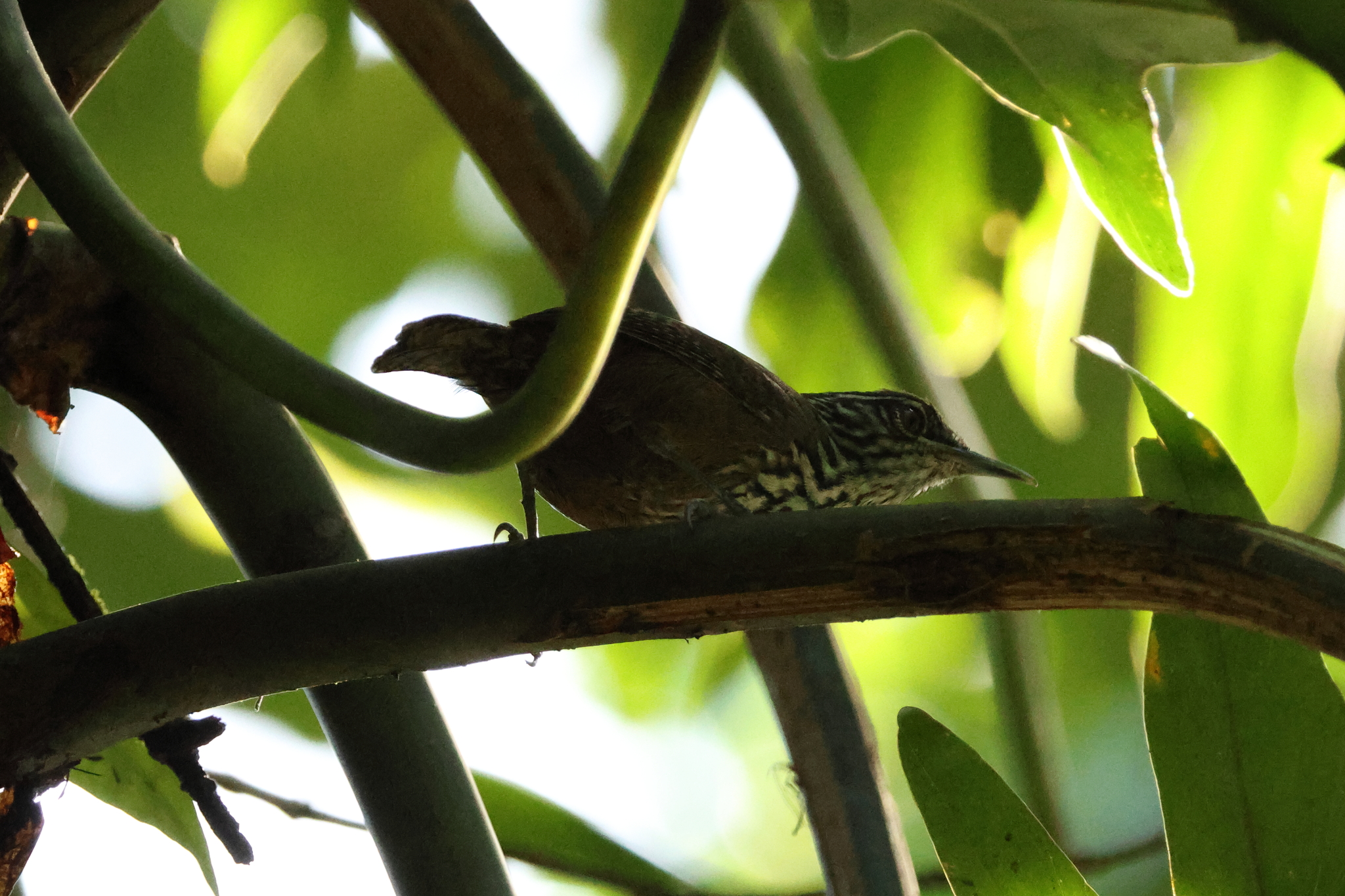 Stripe-breasted Wren (Cantorchilus thoracicus), photo 2