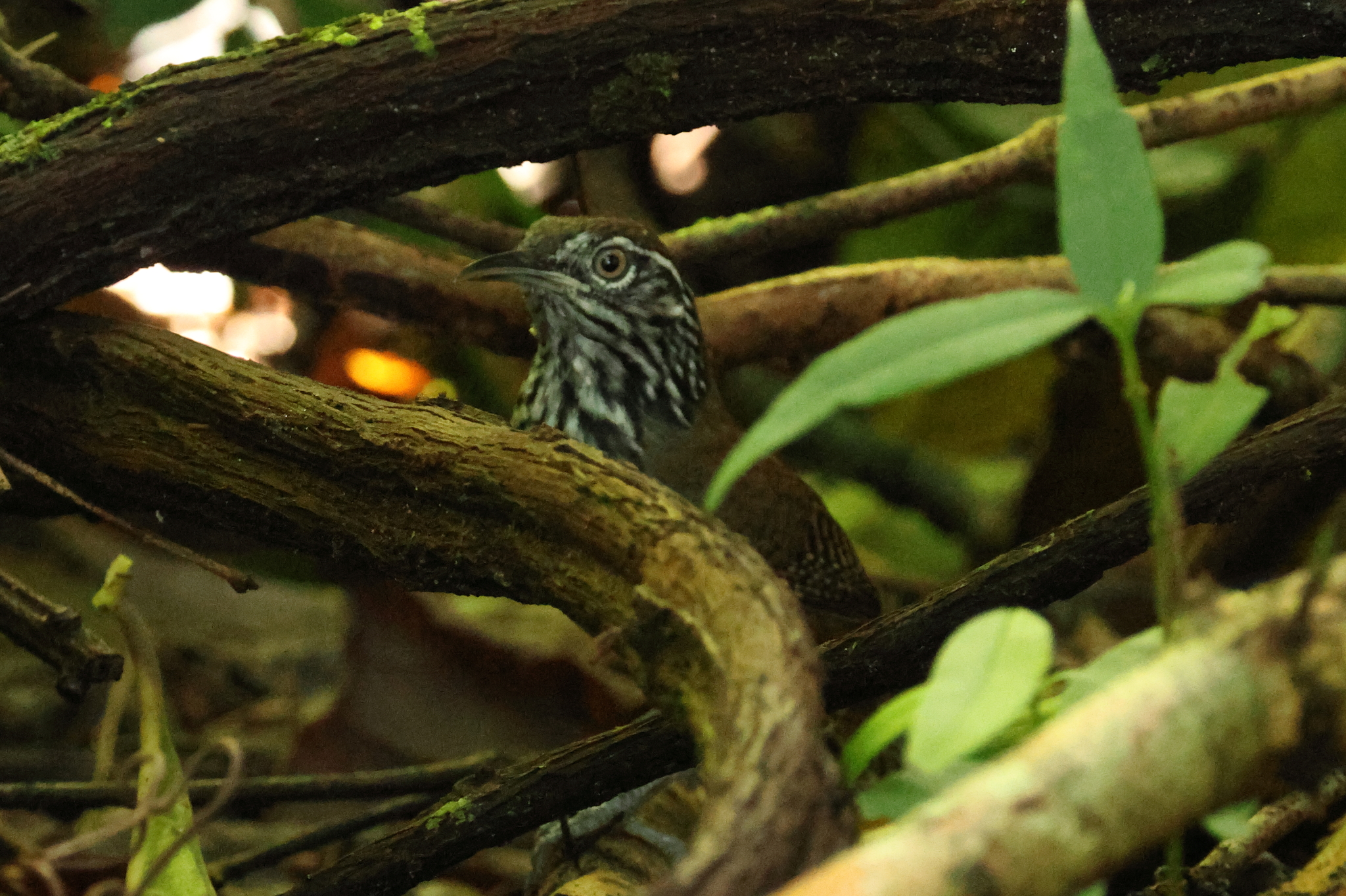 Stripe-breasted Wren (Cantorchilus thoracicus), photo 1