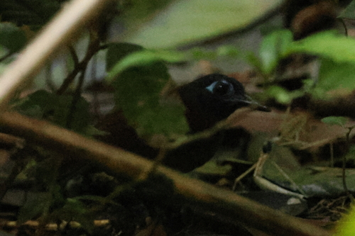 Chestnut-backed Antbird (Poliocrania exsul), photo 10