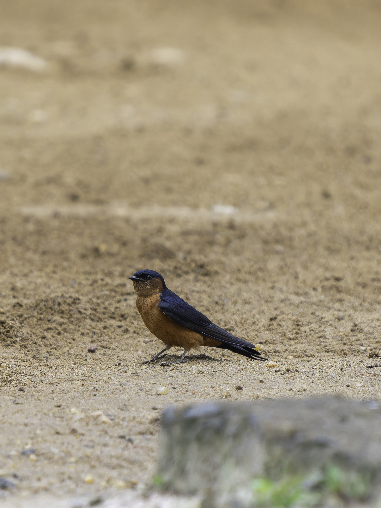 Sri Lanka Swallow (Cecropis hyperythra), photo 9