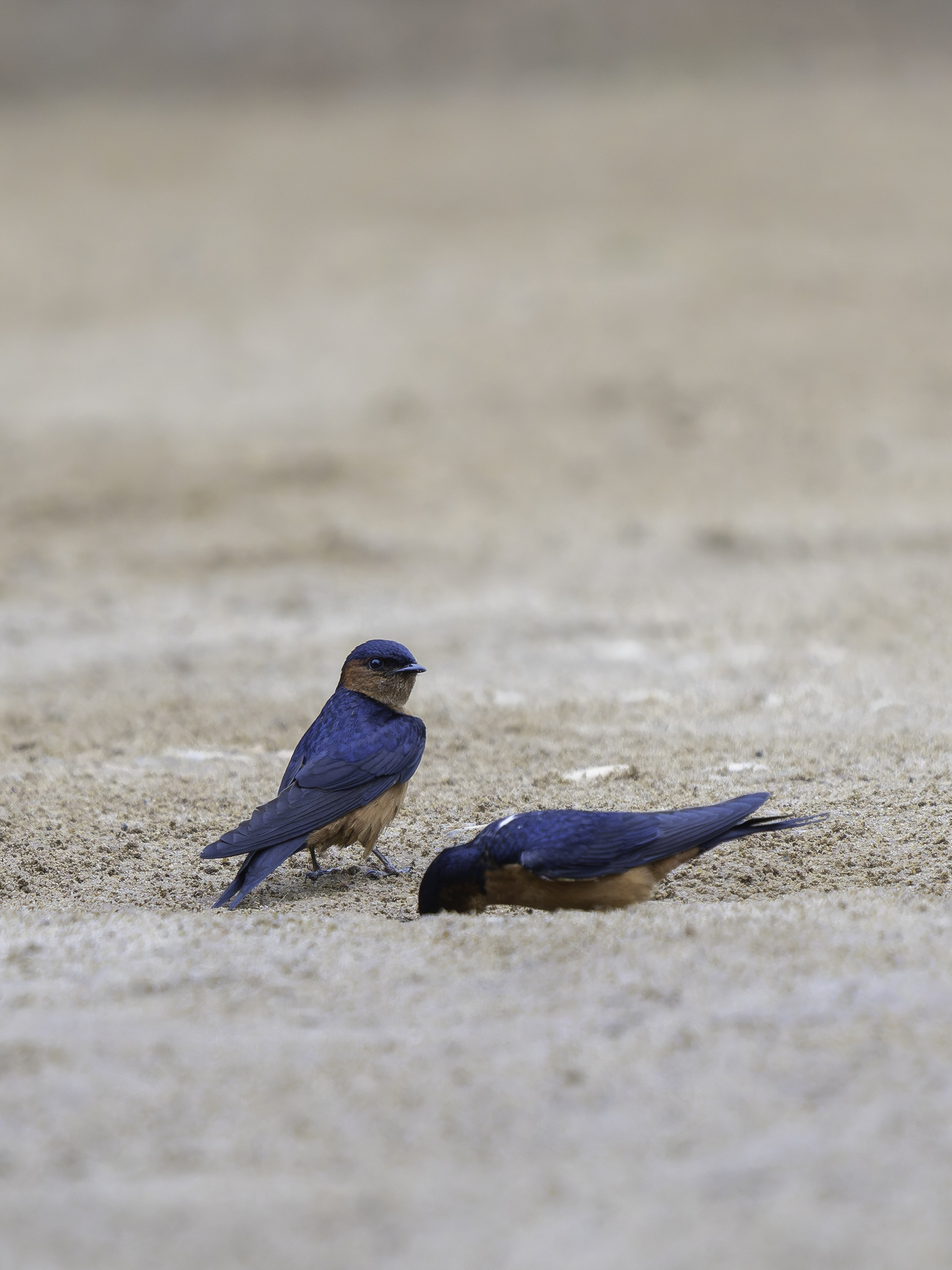 Sri Lanka Swallow (Cecropis hyperythra), photo 10