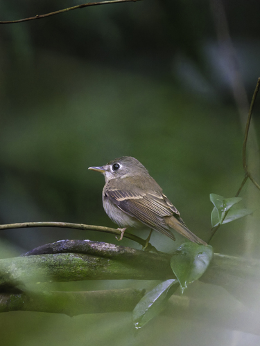 Brown-breasted Flycatcher (Muscicapa muttui), photo 4