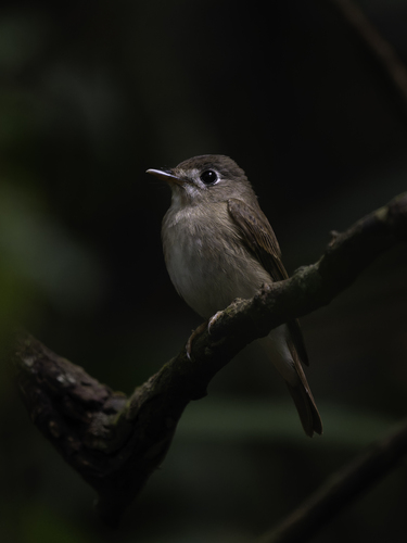 Brown-breasted Flycatcher (Muscicapa muttui), photo 3