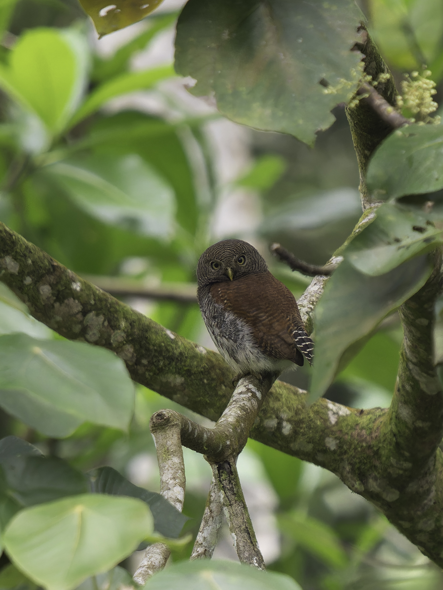 Chestnut-backed Owlet (Glaucidium castanotum), photo 8