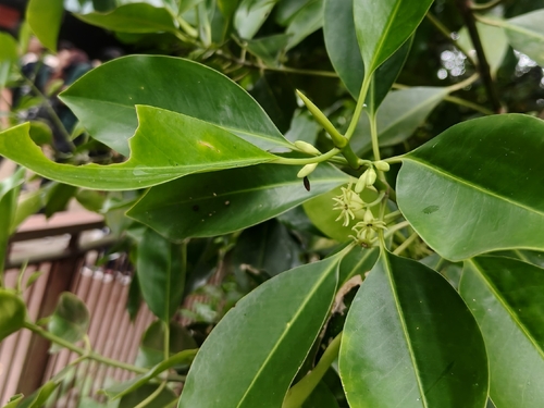 Bruguiera cylindrica, photograph 4