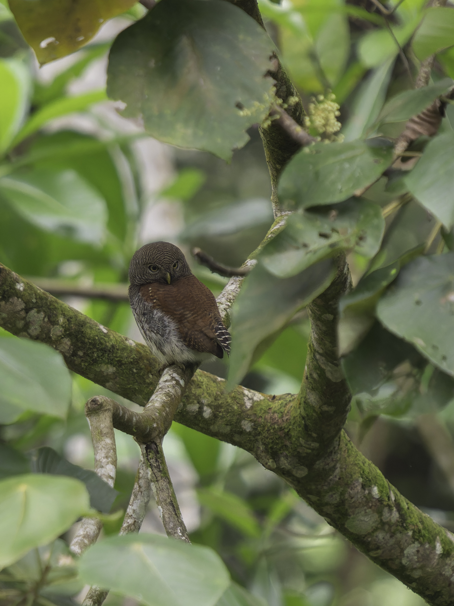 Chestnut-backed Owlet (Glaucidium castanotum), photo 9