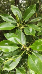 Bruguiera cylindrica, photograph (c) grass_0, some rights reserved (CC BY)