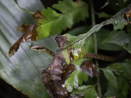 Stripe-Tailed Bronzeback