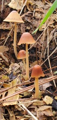 Conocybe coprophila