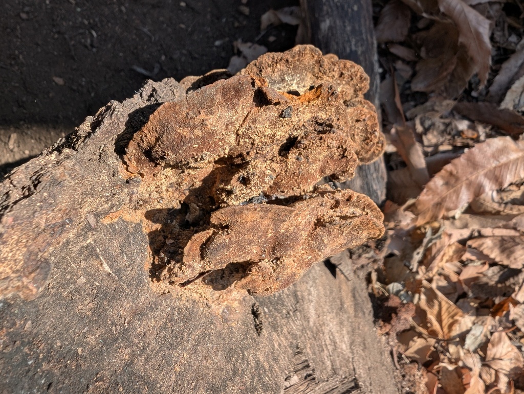 Fuscoporia gilva · February 2026 · photo: © atsushi_nakajima_cirque (iNaturalist, cc-by)