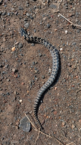 South American Hognose Snake