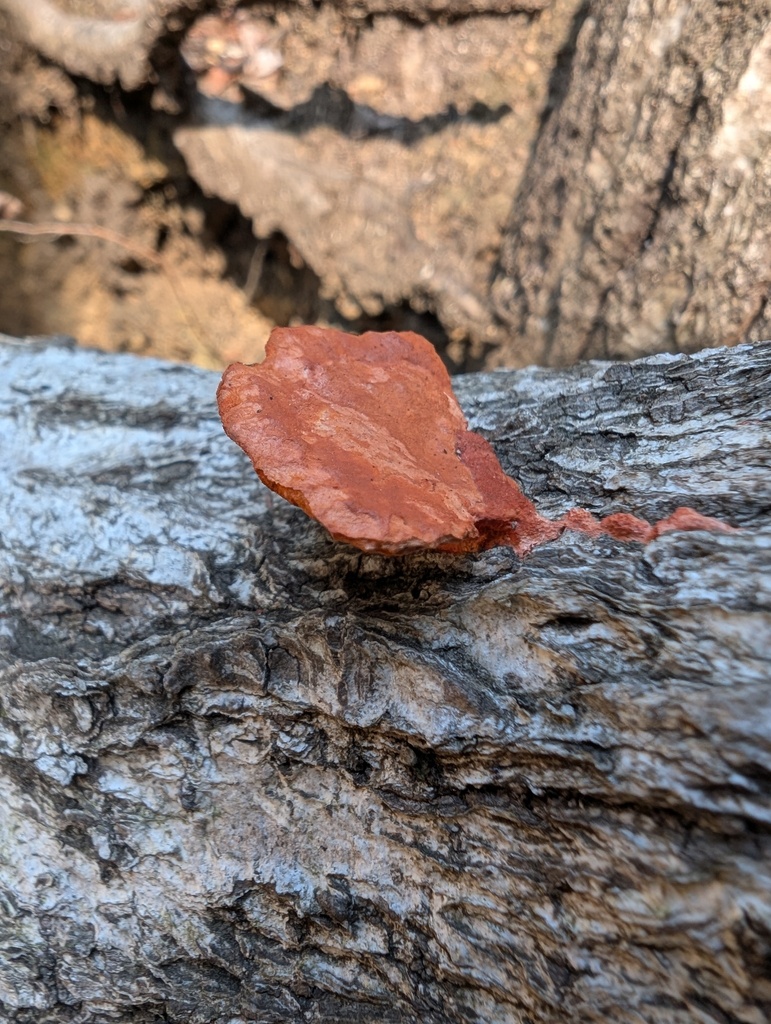 Trametes coccinea · February 2026 · photo: © atsushi_nakajima_cirque (iNaturalist, cc-by)