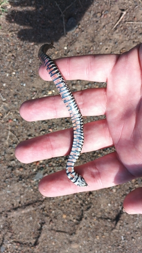 South American Hognose Snake