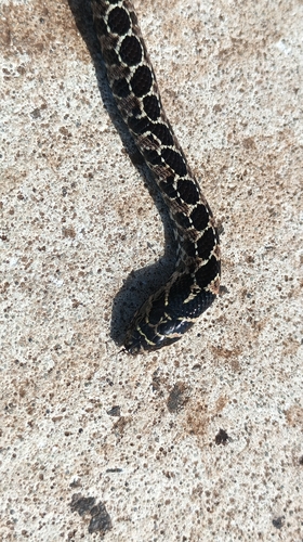 South American Hognose Snake