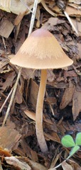 Conocybe coprophila
