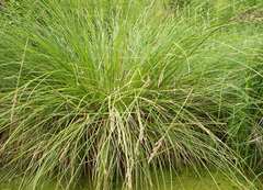 Carex paniculata